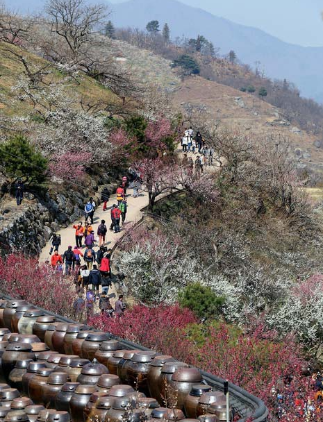 여수 오동도 와 광양 매화마을