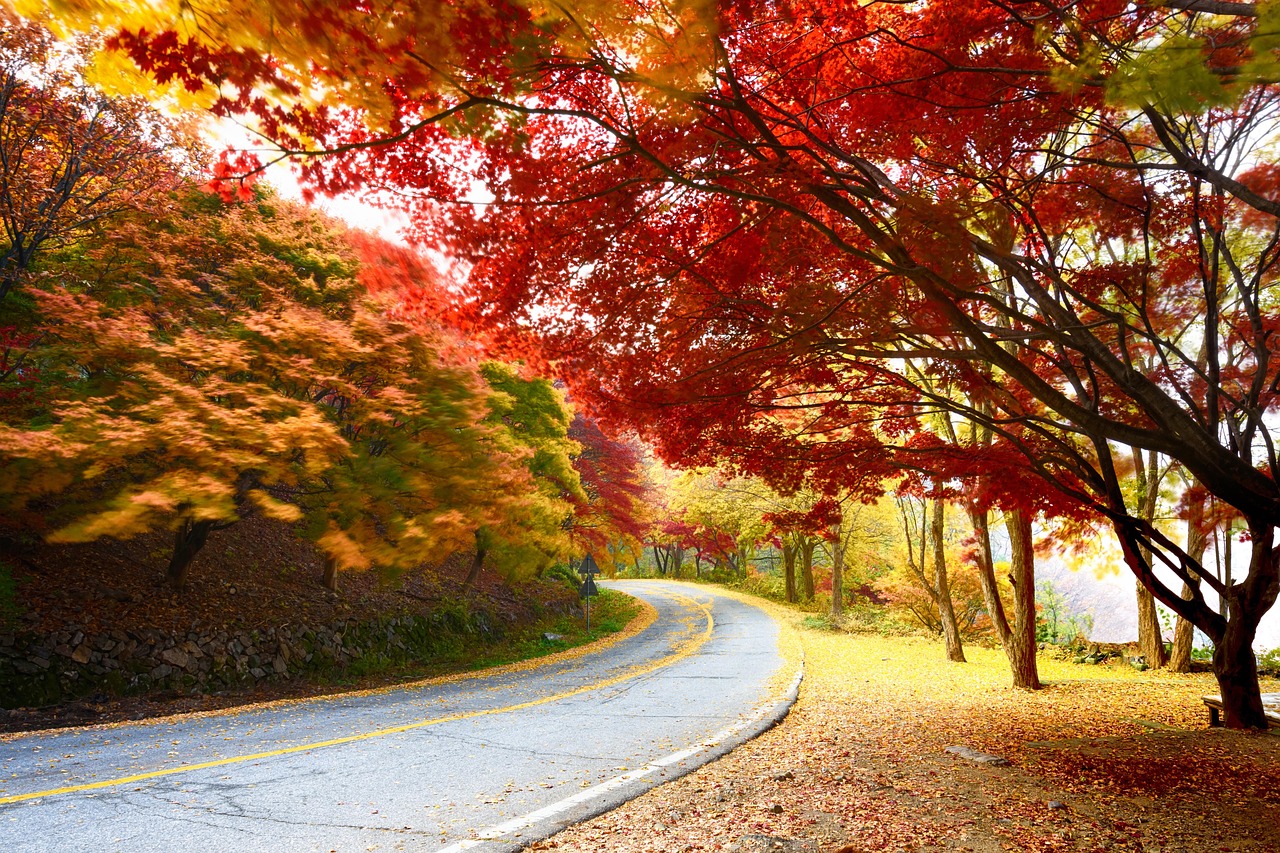 화담숲 유모차·휠체어 이용 가능할까? 편의시설 체크