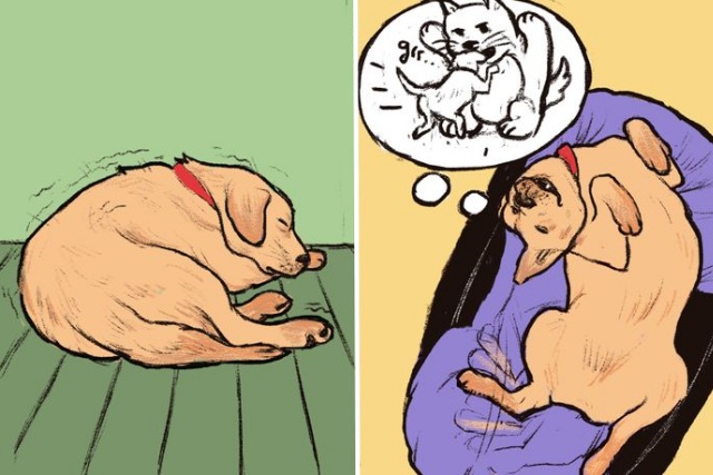 개 수면시간 부르르 떨기 발길질 짖는 버릇 이유, 반려견 행동의미, 생활 팁줌 매일꿀정보