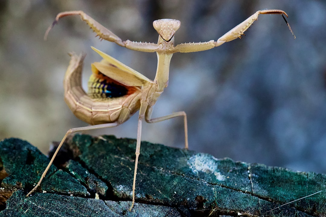 Insect