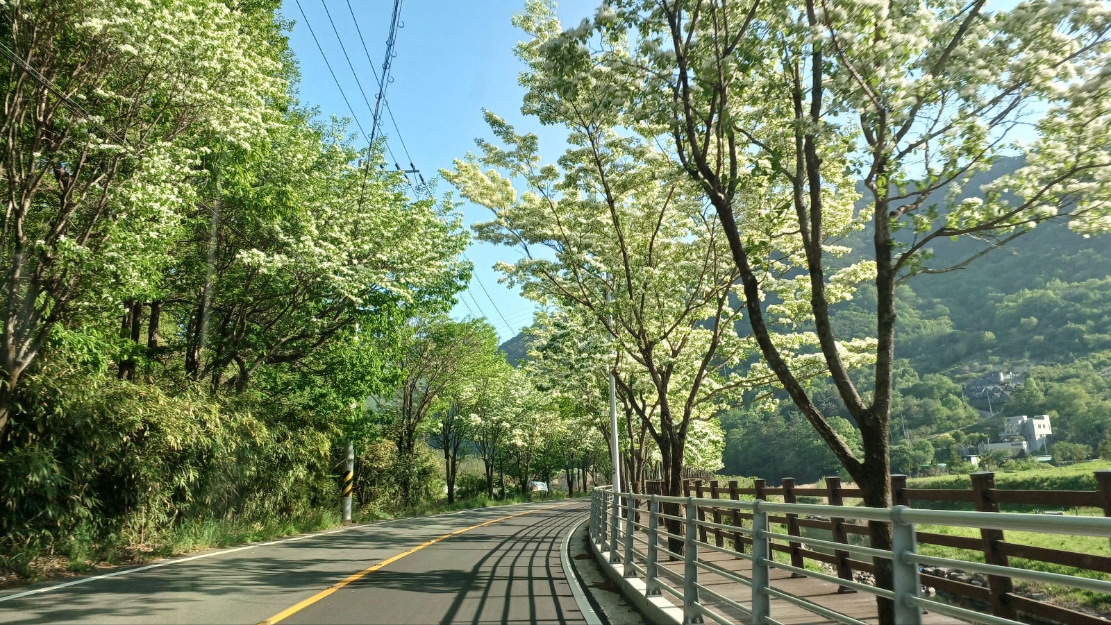 밀양댐 생태공원 이팝나무길6