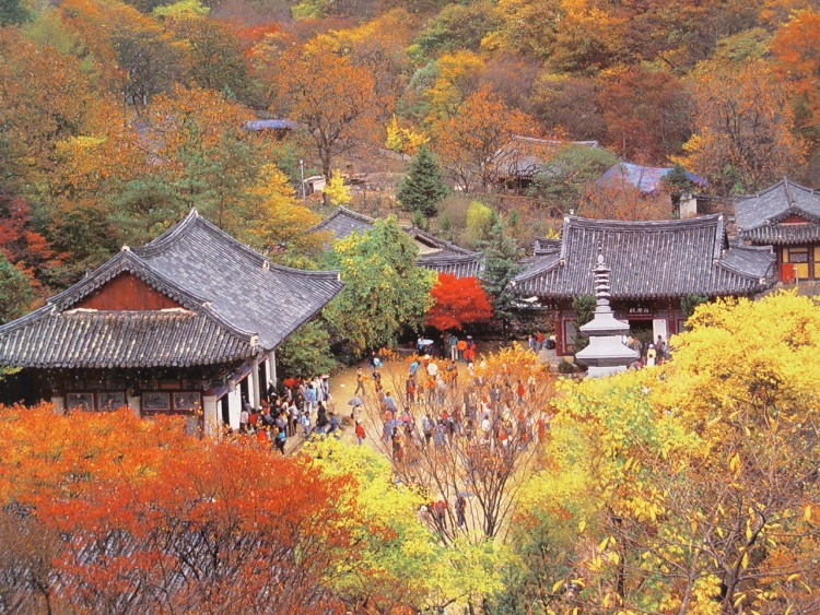 2022 단풍시기 명소 가을 여행지 BEST 7 추천 정리 화담숲 선운사 단풍터널 포함