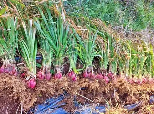 6시내고향 충남 청양 마운틴양파 항암에 좋은 양파 파는 곳 전국 택배 온라인 전화 주문 추천