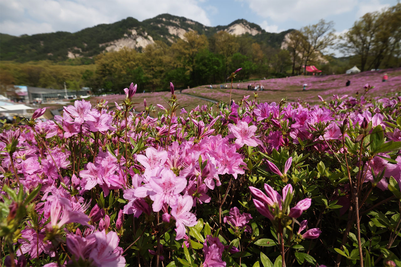 불암산 철쭉제 / 사진출처=노원구청