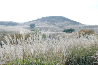 황매산 억새축제