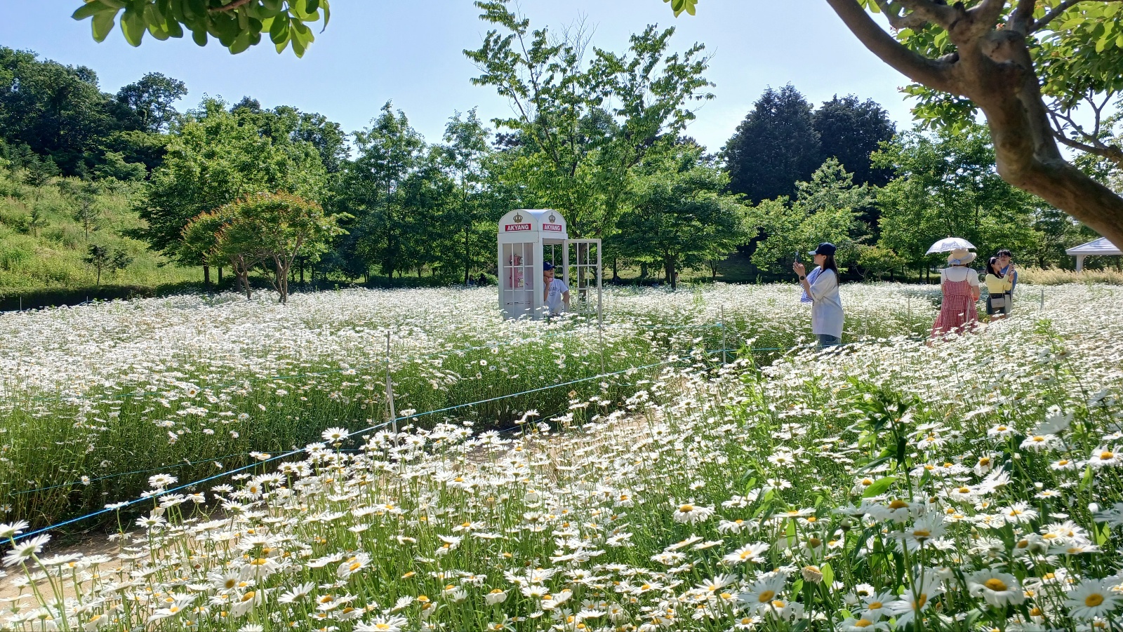 함안 악양생태공원 샤스타데이지5