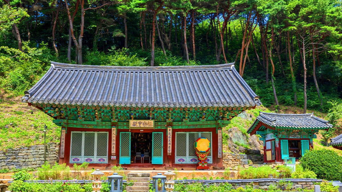 서산 문수사 겹벚꽃