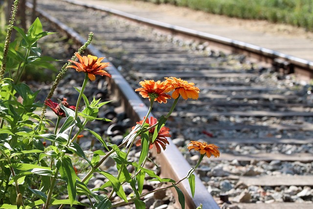 기찻길에 핀 꽃