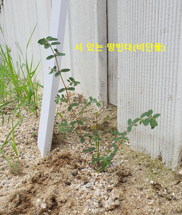 서 있는 땅빈대(비단풀)