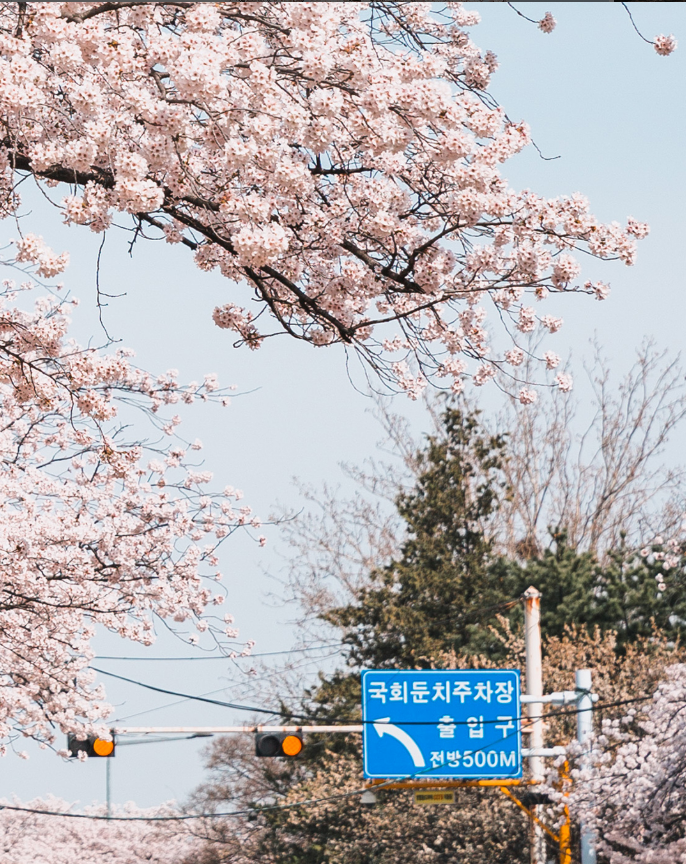 2025 여의도 벚꽃축제 일정