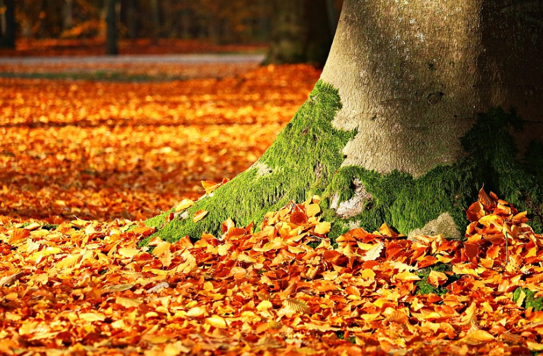 단풍 지원금 관련 사진