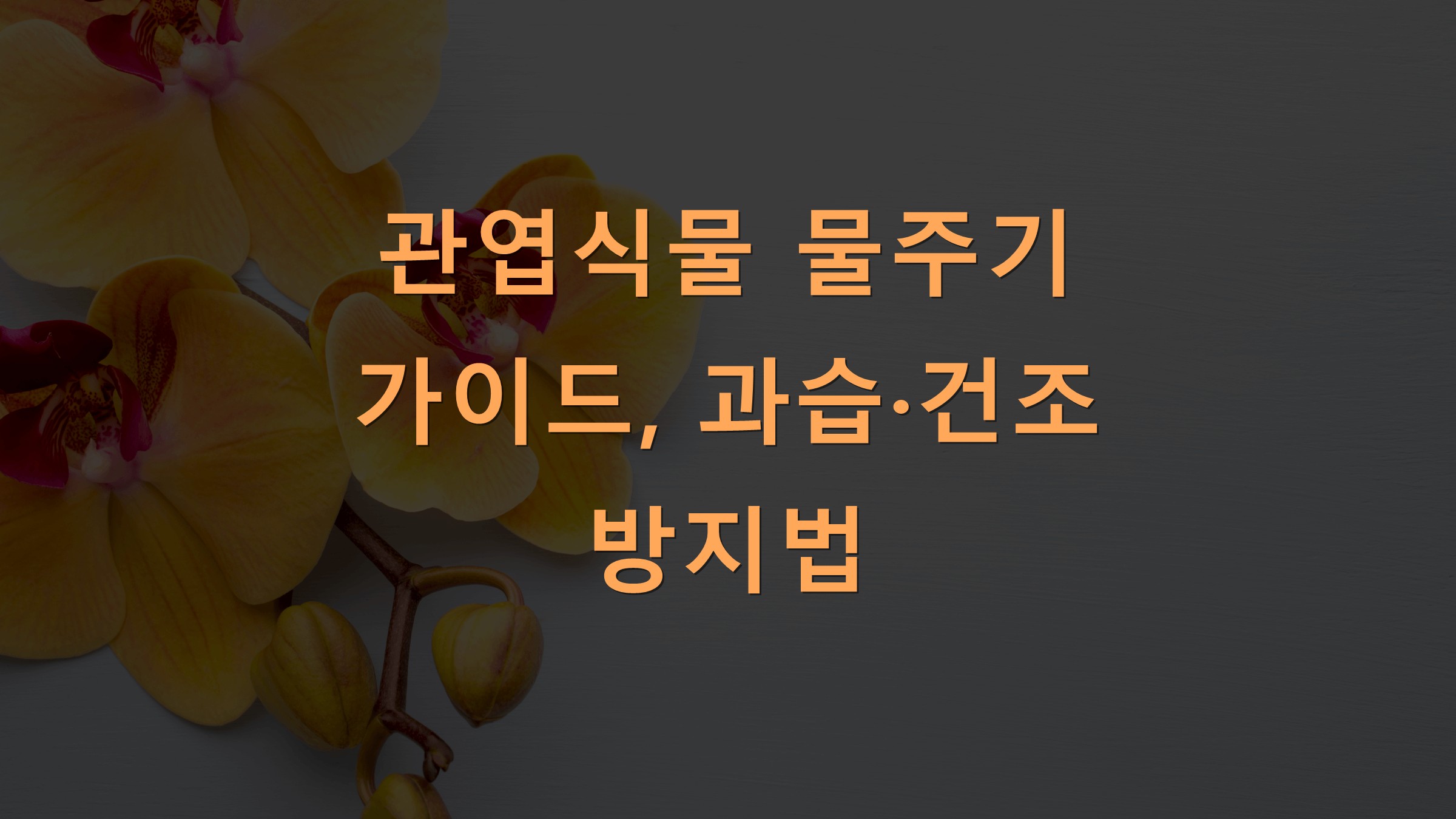 관엽식물 물주기 가이드, 과습·건조 방지법