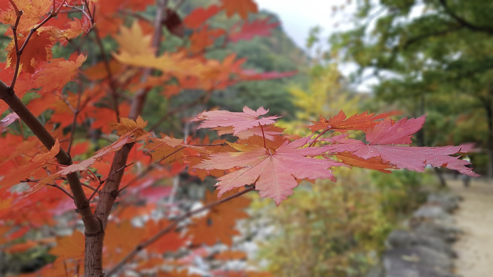 설악산 케이블카 요금안내