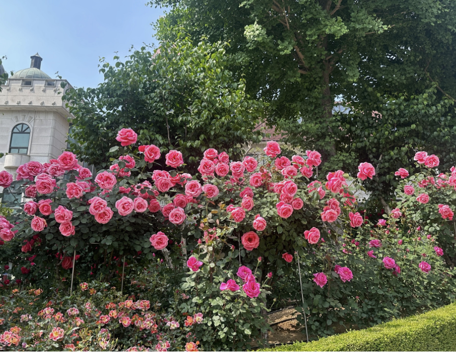 부천 백만송이 장미축제 전경