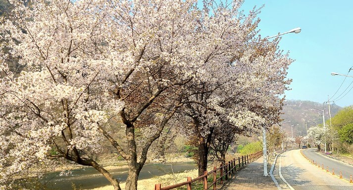 팔봉산 벚꽃길