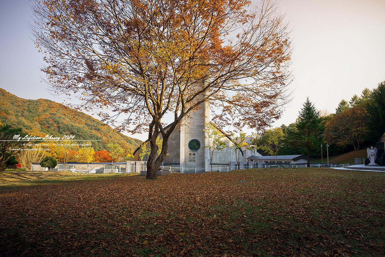 제천 배론성지 가을 단풍 은행