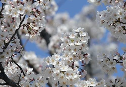 꽃가루로 인해 생기는 질환의 종류와 비염완화 생활습관