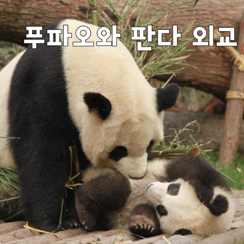 제목_푸바오가 다시 중국으로 가야 하는 이유&#44; 판다 외교의 역사
