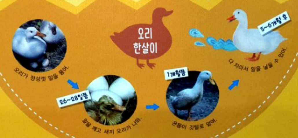 오리 한살이