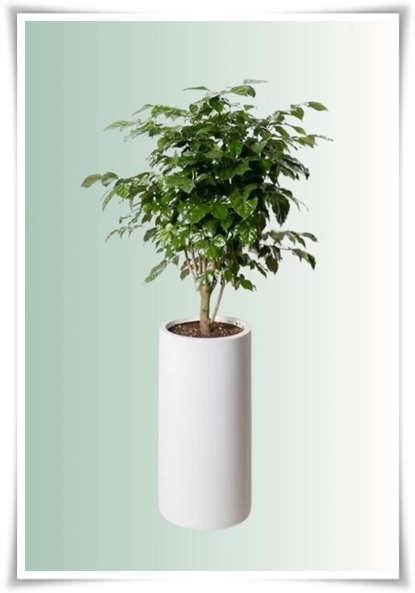 &quot;녹보수 키우기&quot; 집안에 행복과 행운을 불러오는 녹색의 보석 화초!