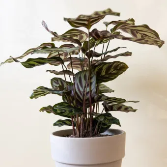 칼라데아 물주기 잎말림원인 습도관리 분무요령 시니어 맞춤 가이드_4