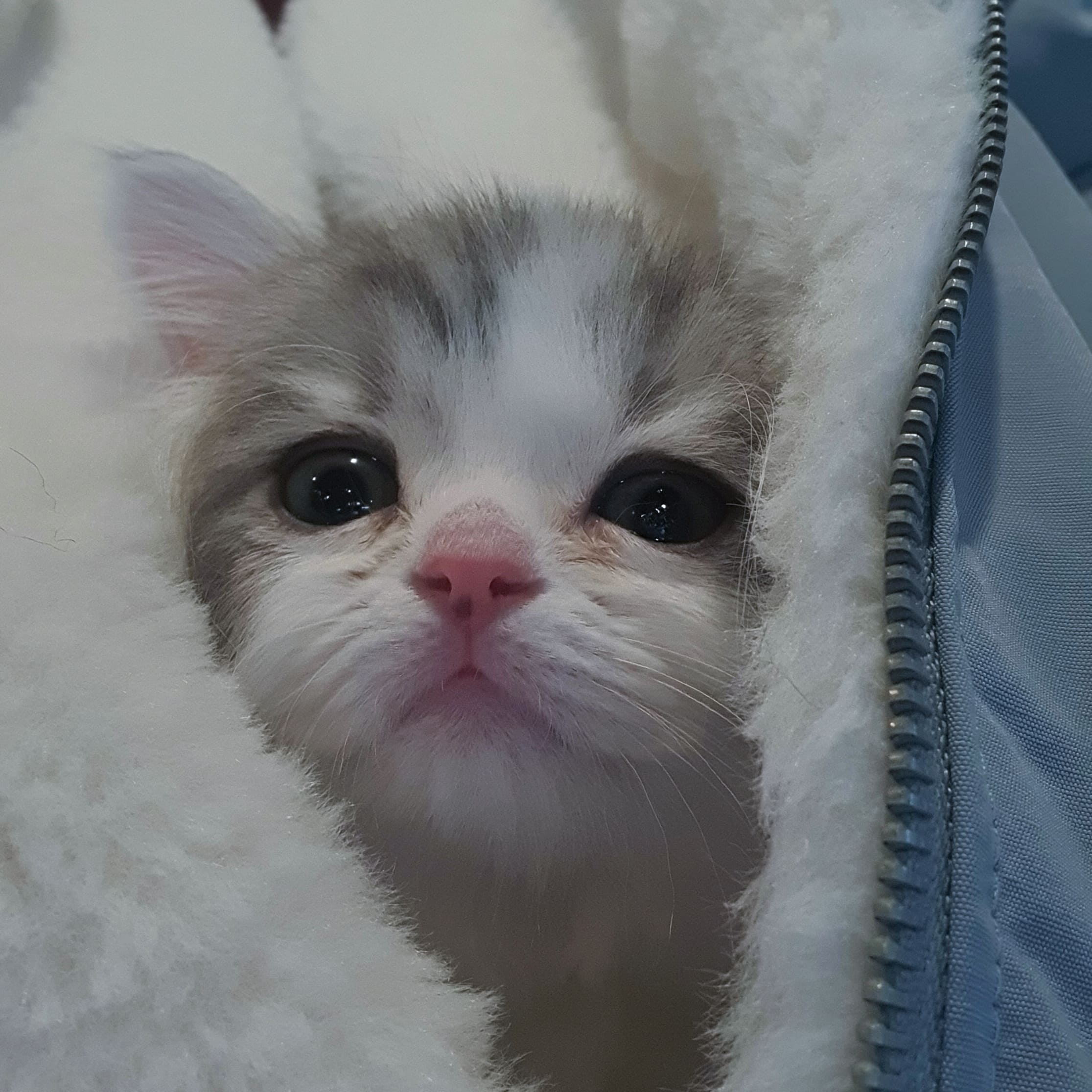 쿵이