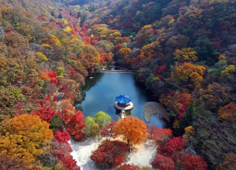 내장산-단풍축제
