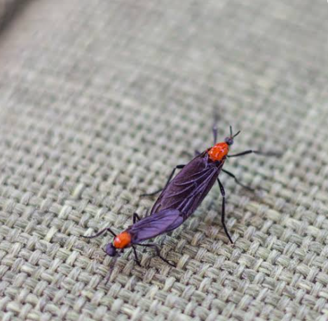 러브버그퇴치법2