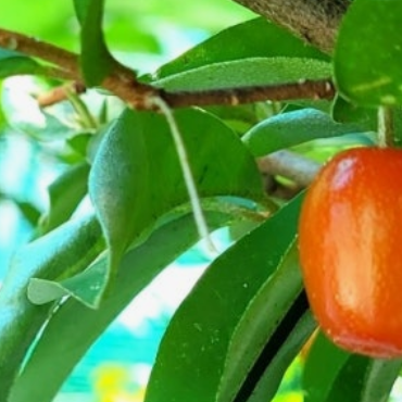 보리수-열매-효능-부작용-하루-섭취량-관련-사진