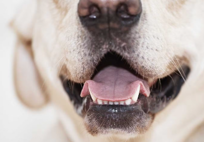 개에게도 충치가 있는가?
