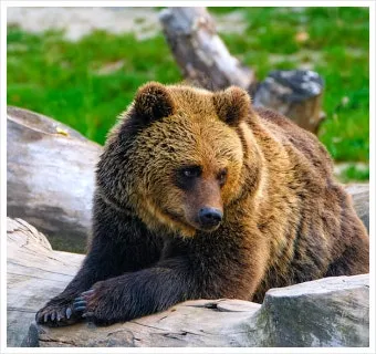 우수리 불곰 특징 성격 서식지_20