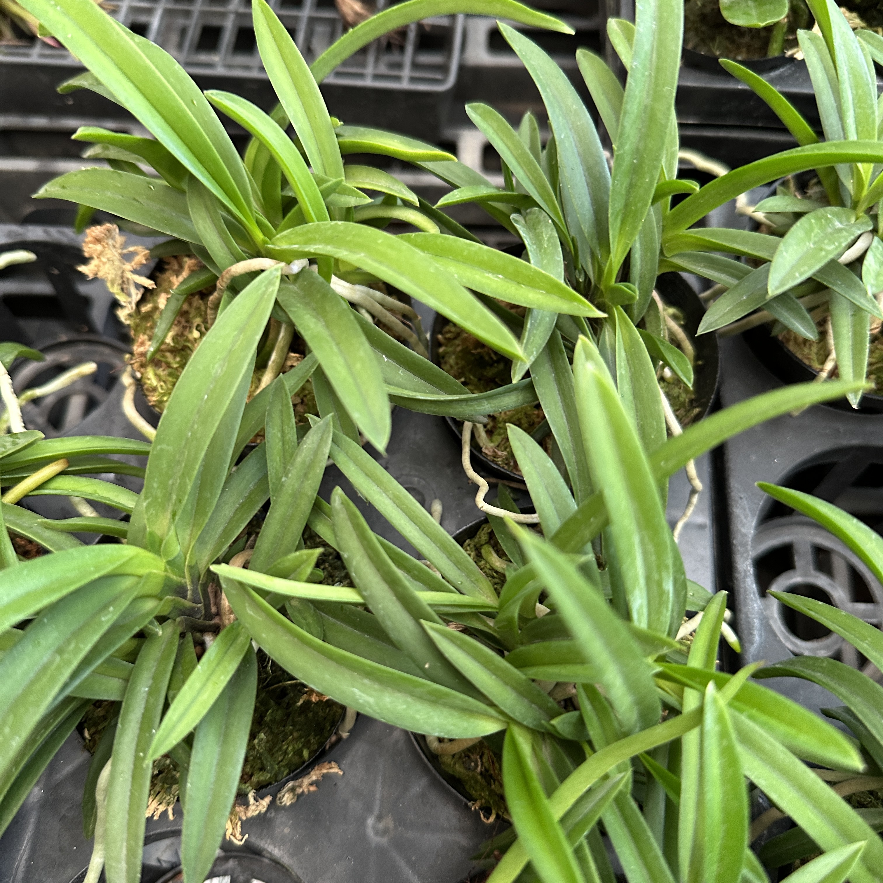 풍란 키우는 법