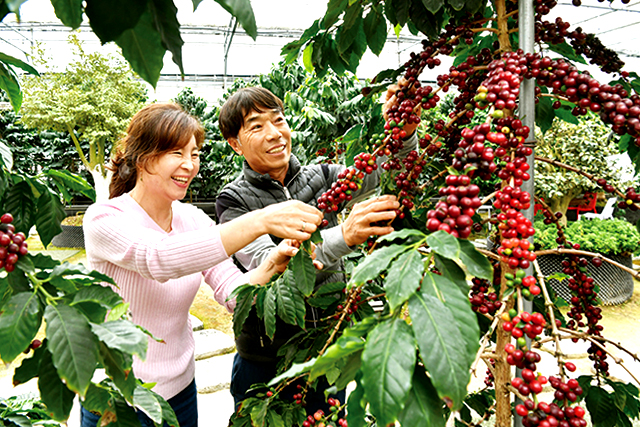 특색있고 아름다운 민간 정원 30선 추천 여행 - 25. 통영 동백커피식물원