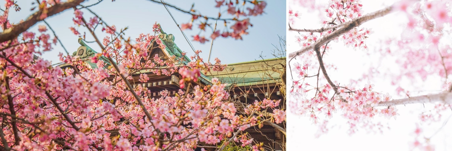 진해 군항제 전야제