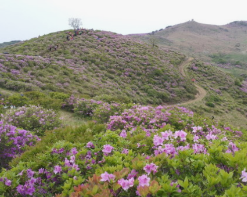 황매산철쭉축제