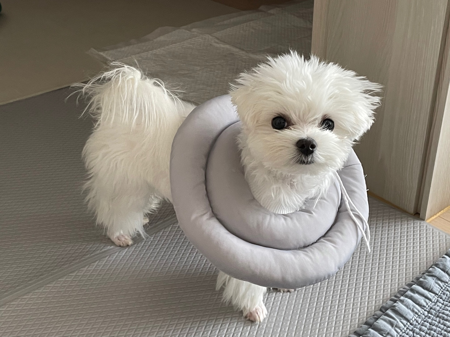 방광염으로-생식기를-핥는-강아지에게-쿠션넥카라를-채워준-모습