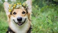 동물 꿈해몽 316가지 해석