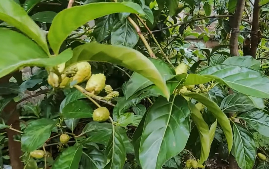 노니 효능 부작용