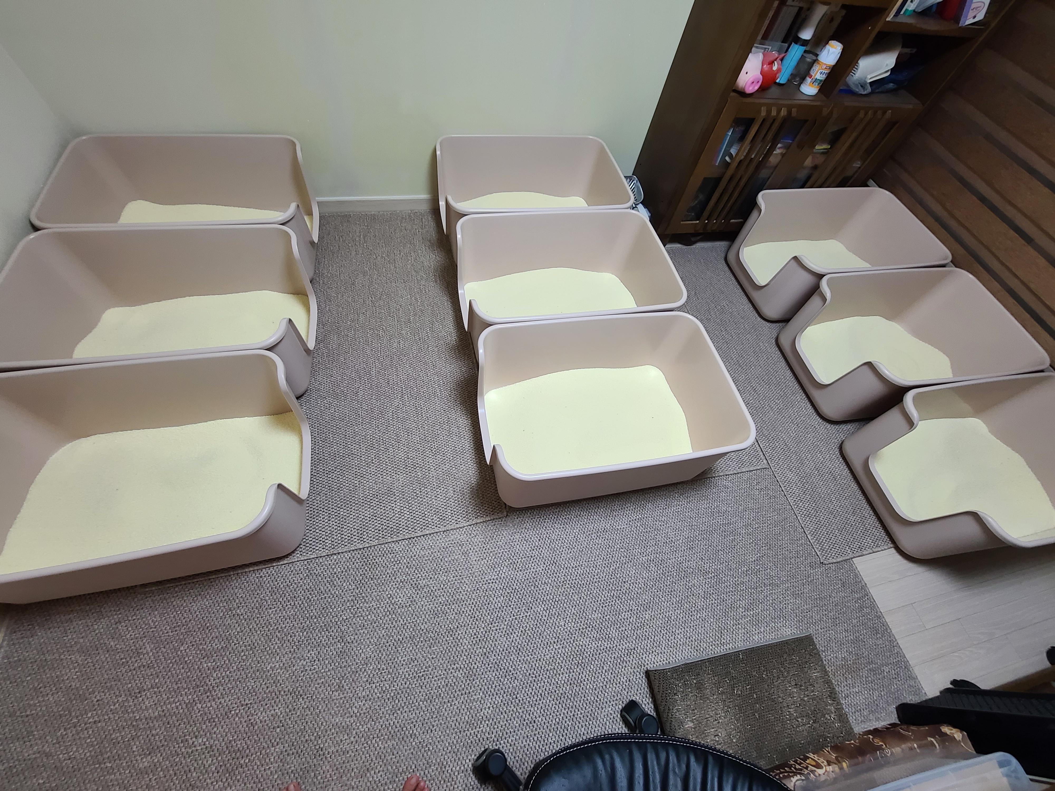 5월 1일 고양이들 모래 화장실전체갈이!(feat. 바우젠)