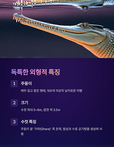 긴 주둥이와 물살에 최적화된 체형