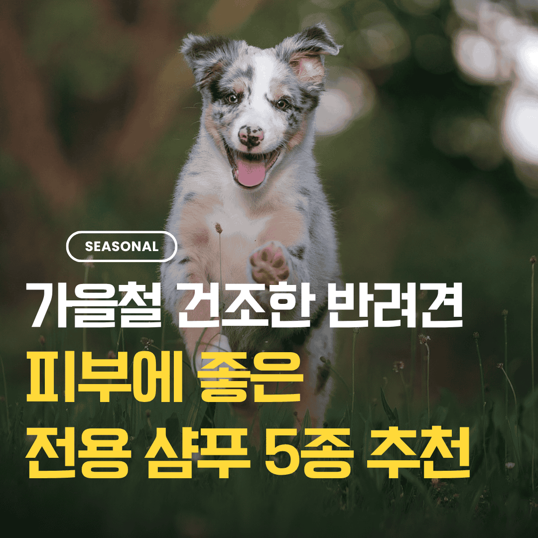 가을철 건조한 반려견 피부에 좋은 전용 샴푸 추천
