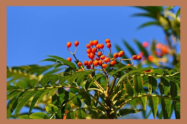 빨갛게-익은-마가목-열매