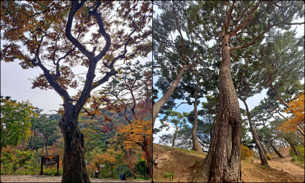 큰나무들 콜라주