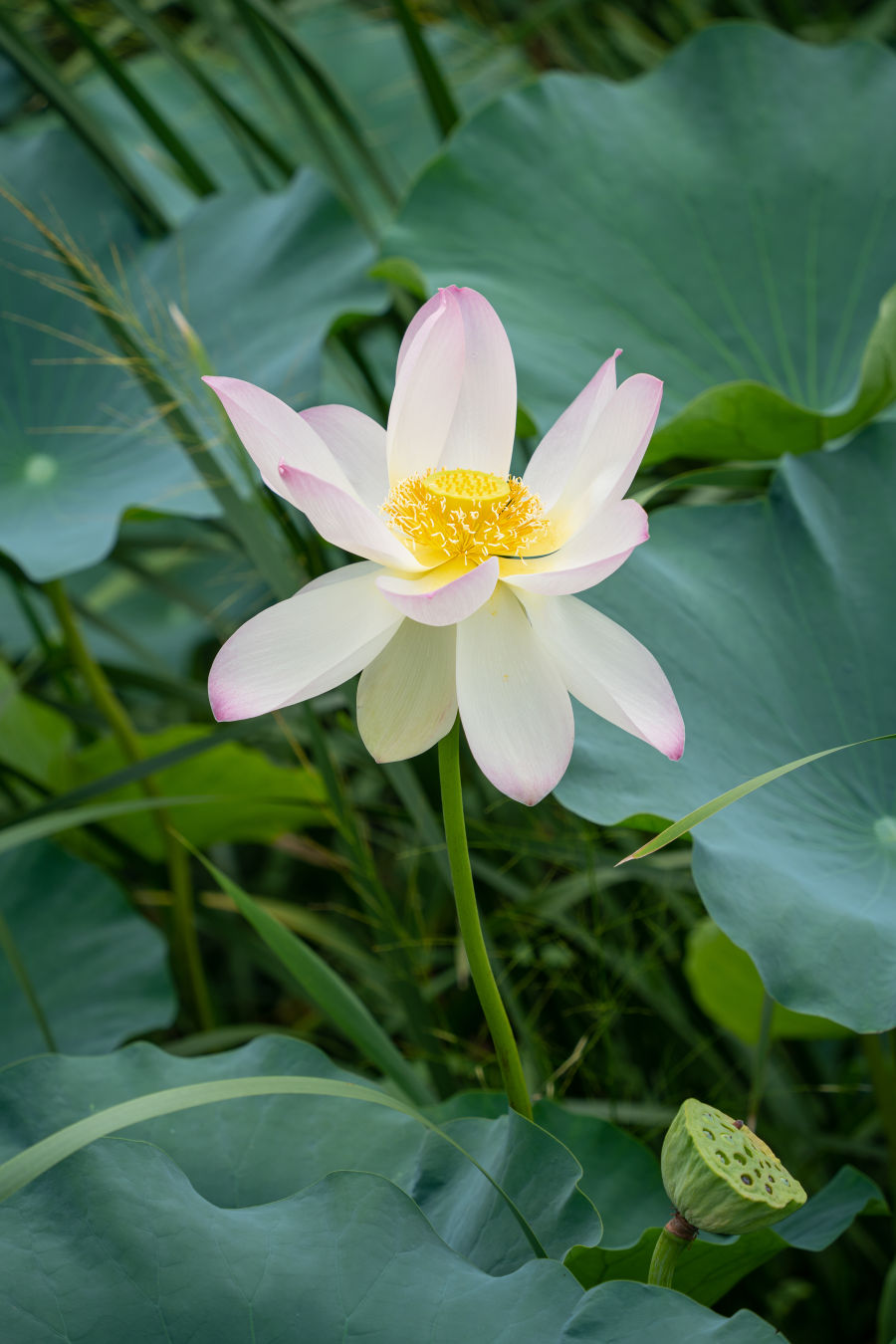 만석공원 연꽃