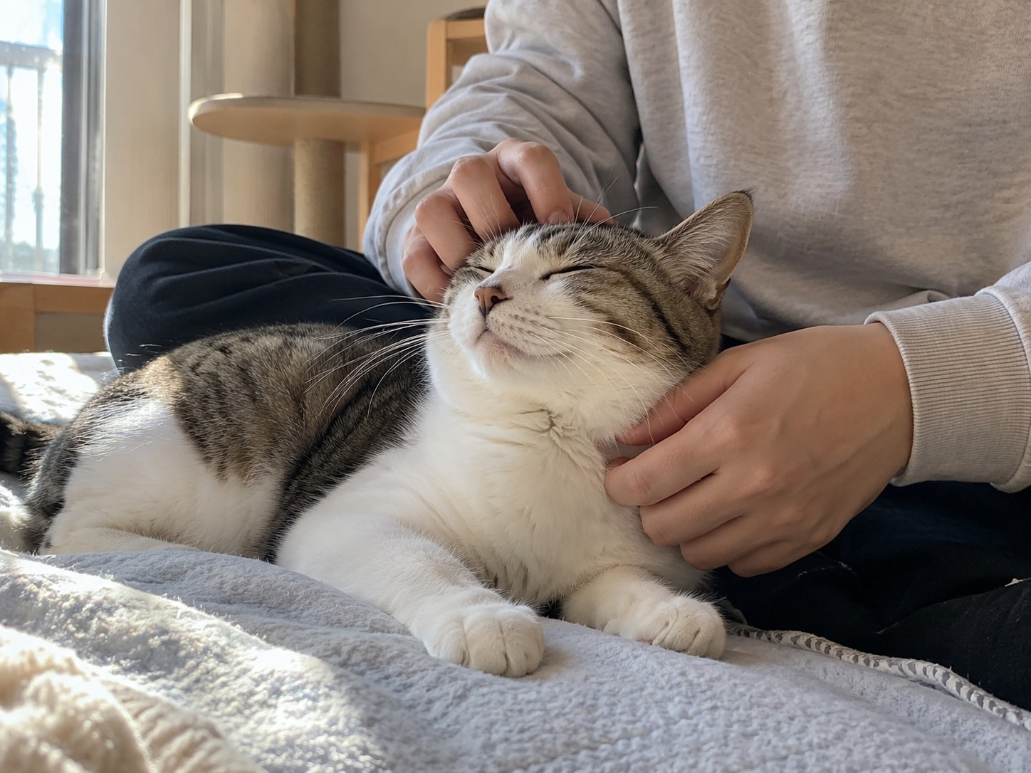 petting cat