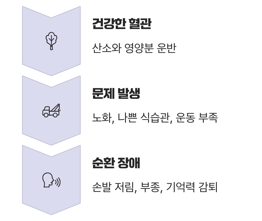 우리 몸의 생명 고속도로, 혈관