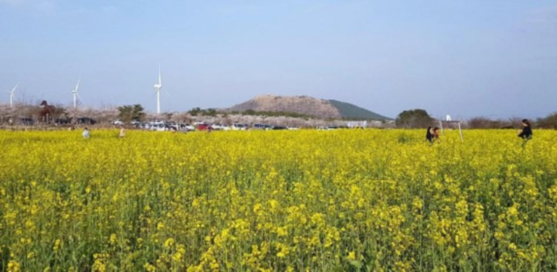 제주 유채꽃 축제
