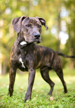 검정색 플롯 하운드.