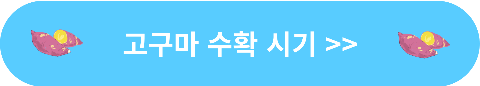 고구마 수확 시기