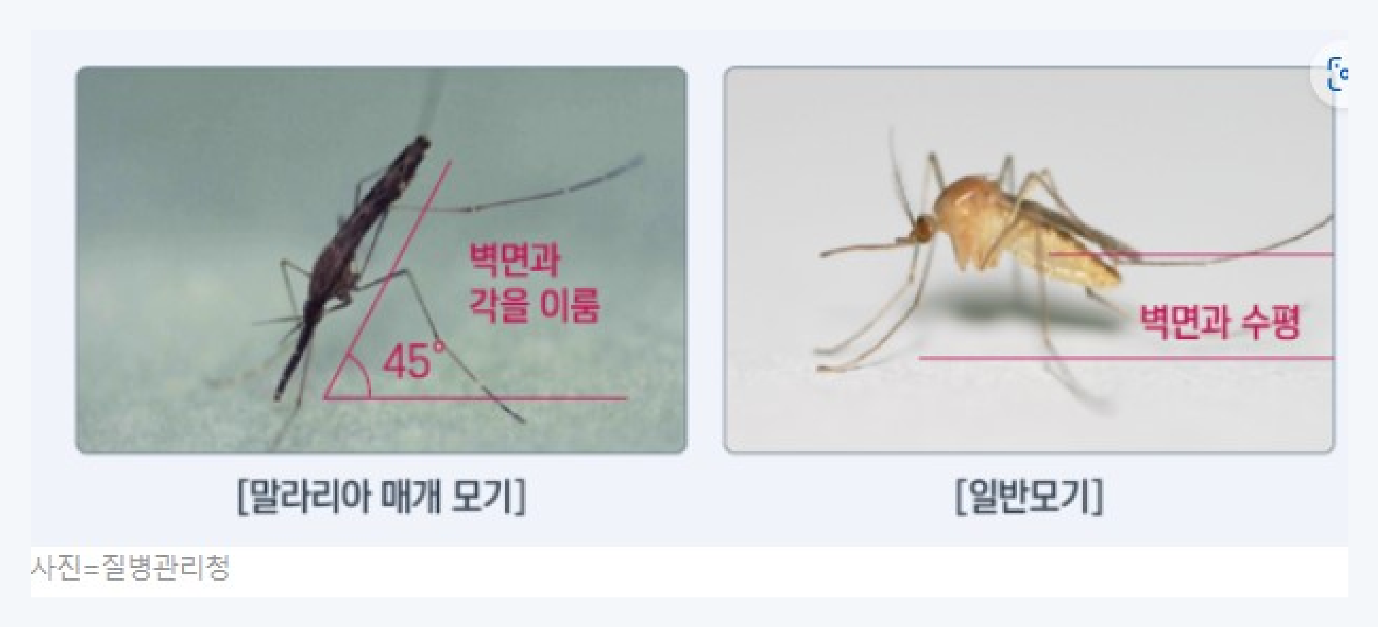 모기, 독도점등에모기